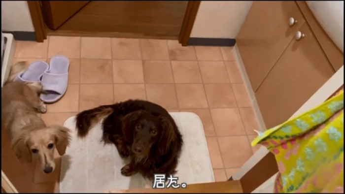 入浴後の2匹