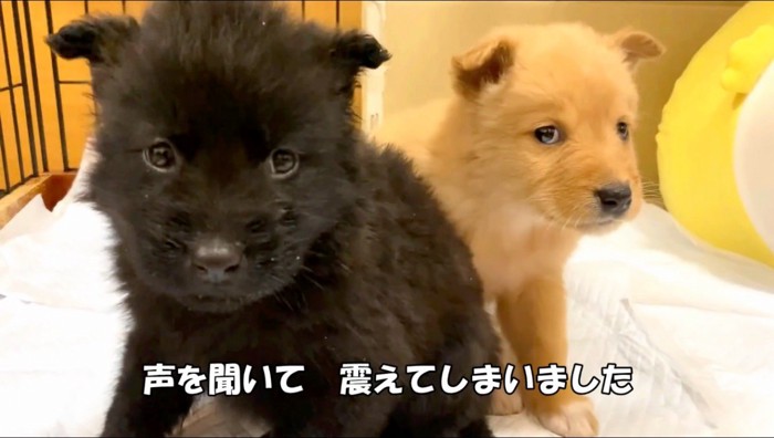 カメラを見る茶色い子犬と黒い子犬