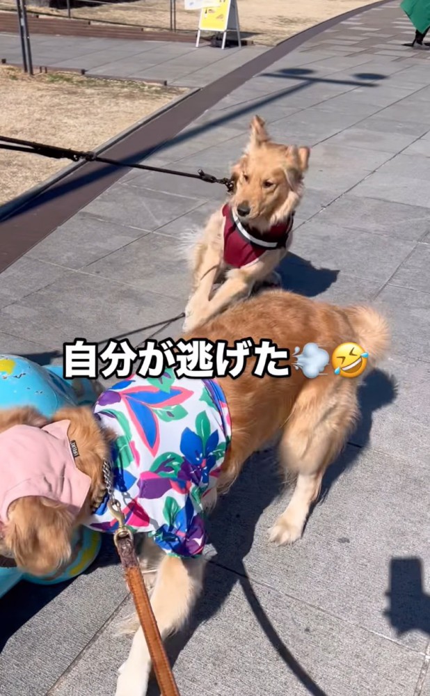 跳び上がる大型犬