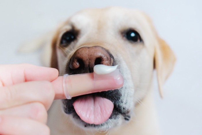 ワセリンと犬