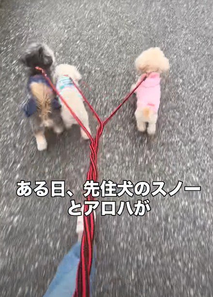 自然と生まれたフォーメーション