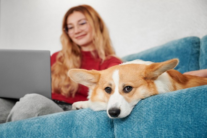 ソファーの女性と柴犬