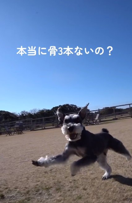 笑顔で走る銀次郎くん