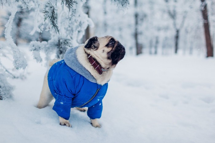 雪の中を散歩するパグ