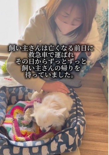 ぬいぐるみと一緒に過ごす犬
