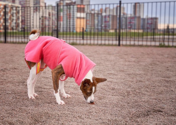 地面のニオイを嗅ぐピンクの服を着た犬