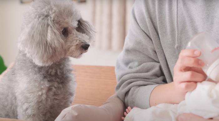 ミルクを飲む赤ちゃんを見る犬