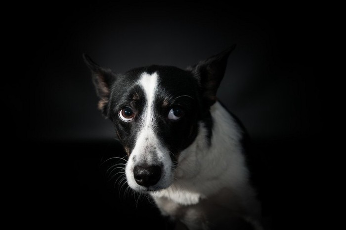 悲しそうな顔をしている犬