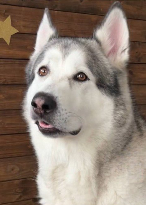 耳掃除中のアランちゃん4