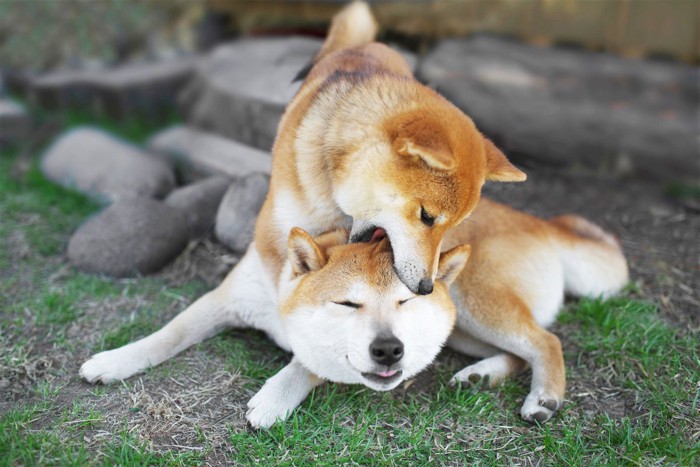 柴犬の頭を甘噛みする柴犬