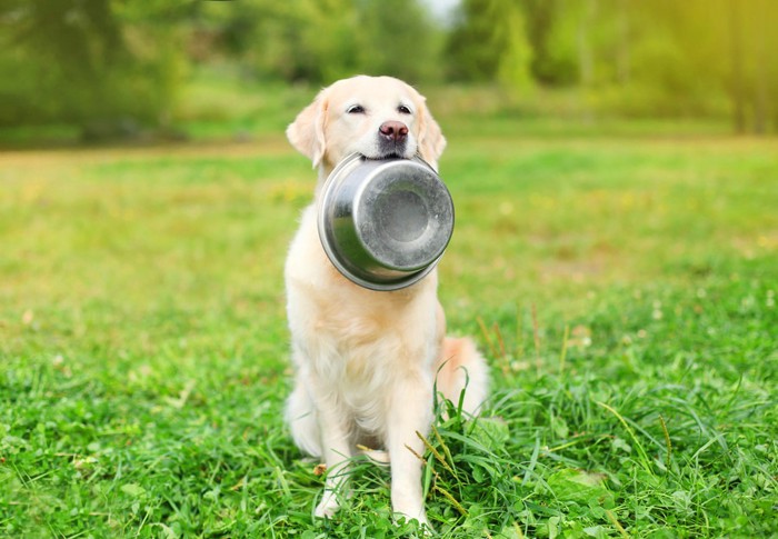 餌の容器を加えてこちらを見つめる犬