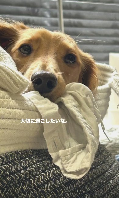 ペットベッドのふちに顎を乗せて寝転がるカニヘンダックスフンド