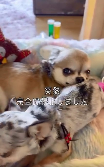玲音くんと風音ちゃん2