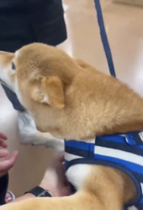そらくんとの出会いとその後の様子6