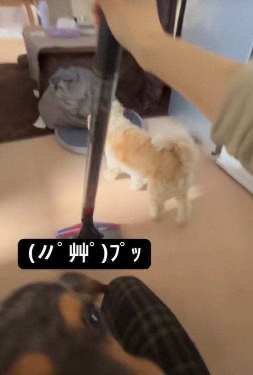 同居犬・チャイくんもきました！