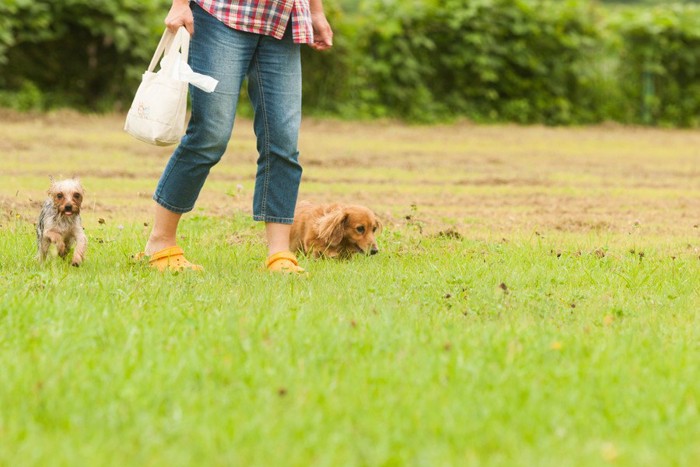 並んで歩く、ダックスとヨーキーと飼い主さん