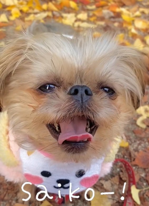 笑顔で応えるわっふちゃん