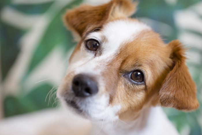 首をかしげて見上げる白茶の犬