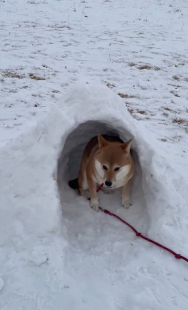 かまくらの中に座る柴犬