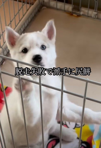 あえなく落下!!
