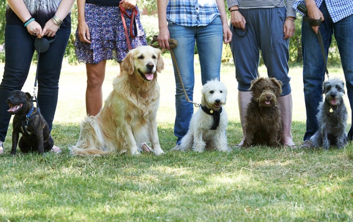 複数の犬が並んでいる様子