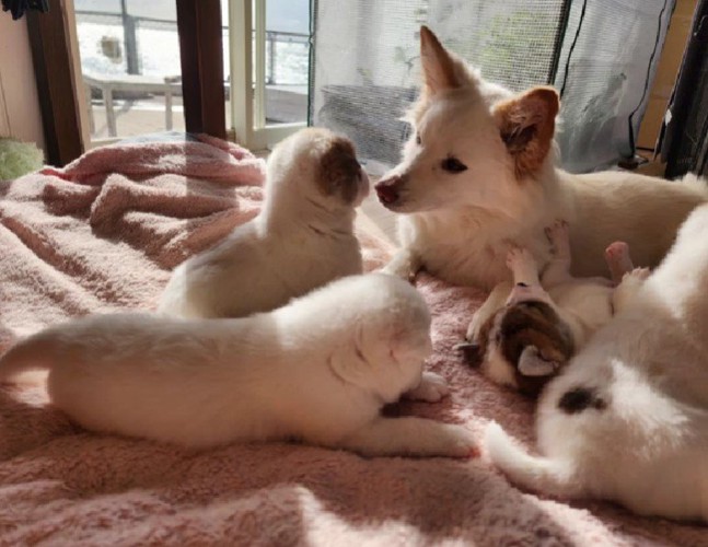 母性溢れるふうちゃん