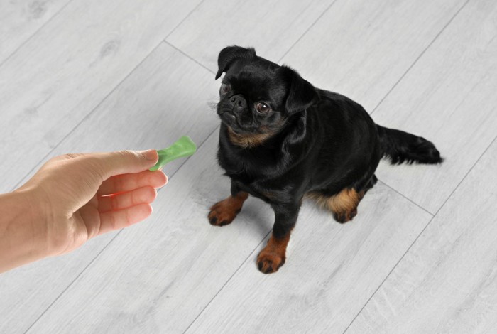 おやつでオスワリする犬