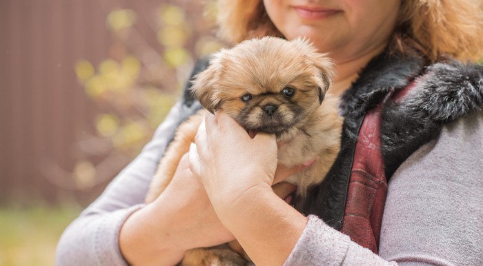 飼い主に抱っこされているペキニーズの子犬