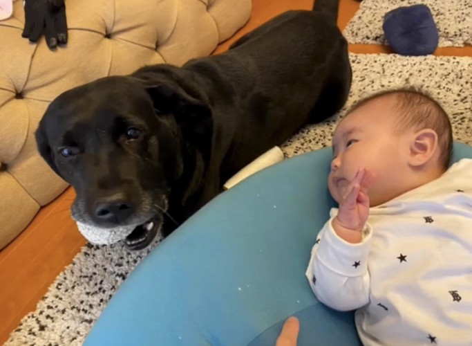 おもちゃを持つ犬と子ども