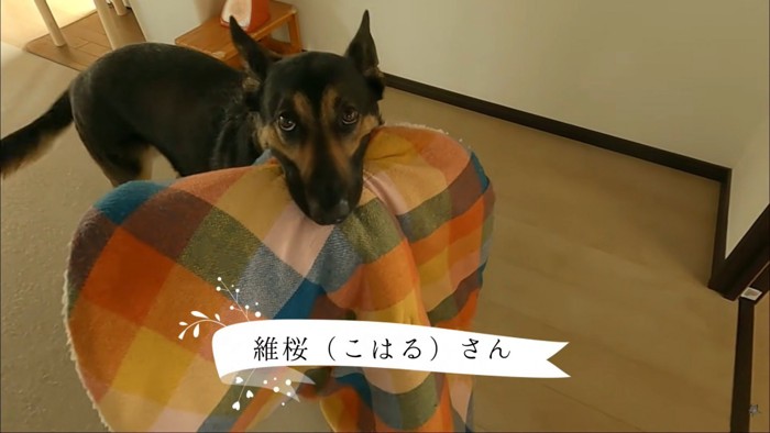 マットをくわえる維桜ちゃん