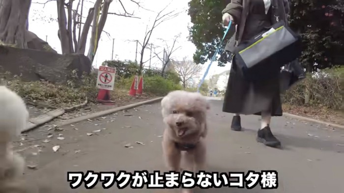 楽しそうに歩く虎太郎くん