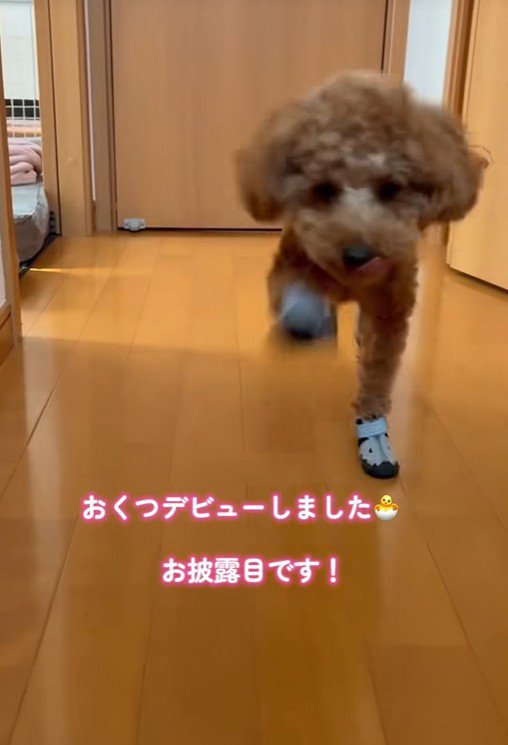 前足と後足が同時に動いています