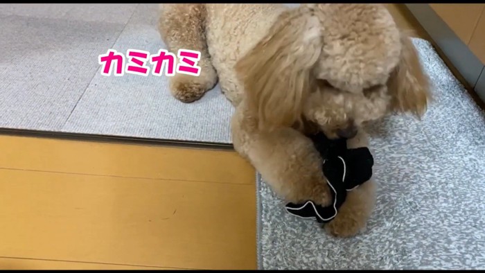 やっと取れました♪