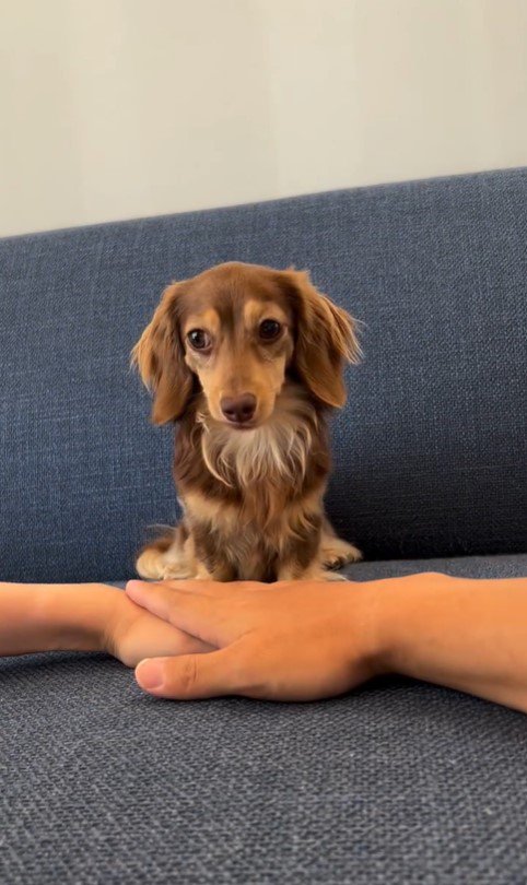 ティアちゃんの手を重ねるチャレンジ4