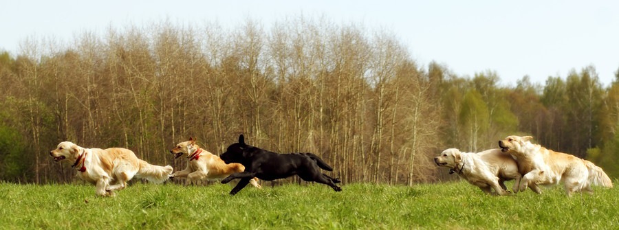 追いかけっこをする犬達