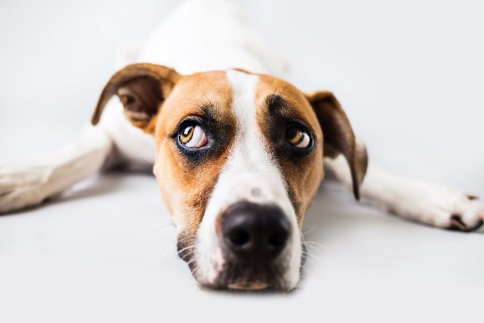 伏せて視線をずらしている犬