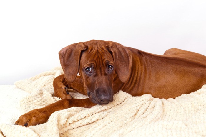 悲しいな目をした犬