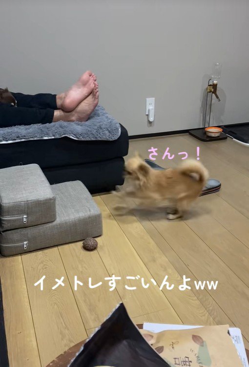 段差を登ろうとするのんちゃん6