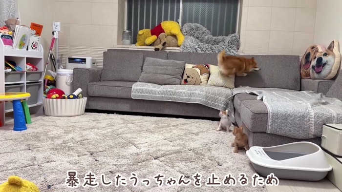 家中走って大興奮!!