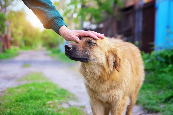 眉間を撫でてもらっている犬