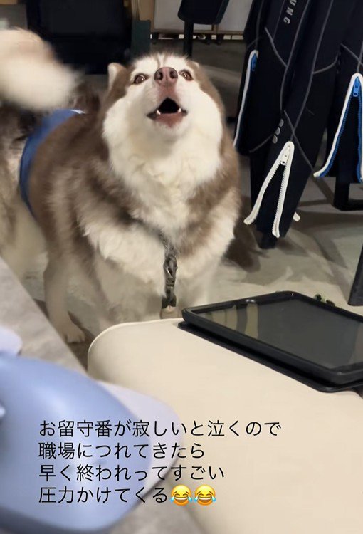 飼い主さんの職場にきたブルちゃん