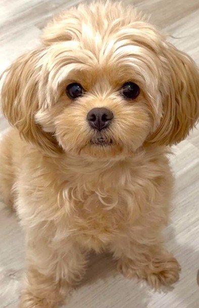 トリミング前の姿