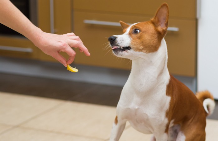 レモンを嫌がる犬