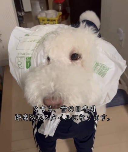 カメラを見つめる犬