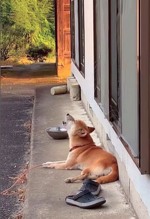 音楽に合わせて歌うコロちゃん6