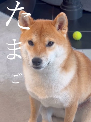 卵を発音する柴犬