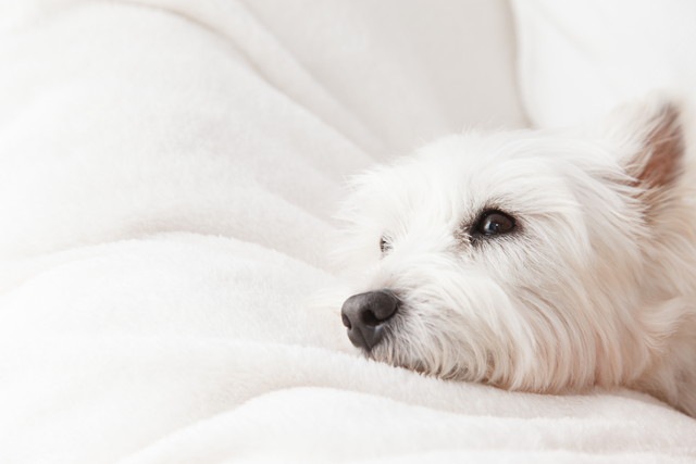 ウトウトしている犬