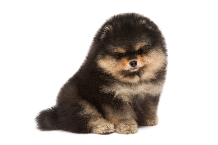 ブラックタンのポメラニアンの子犬