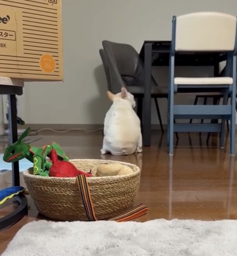 後ろを向いて座る犬