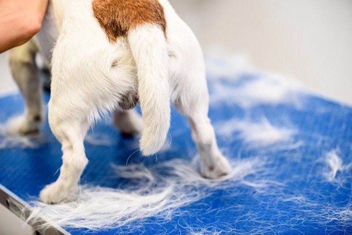 トリミングで下がる犬のしっぽ